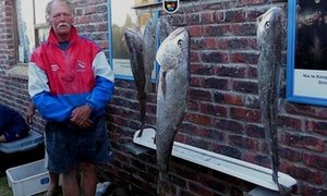 Mooi kabeljou vir Wikkie